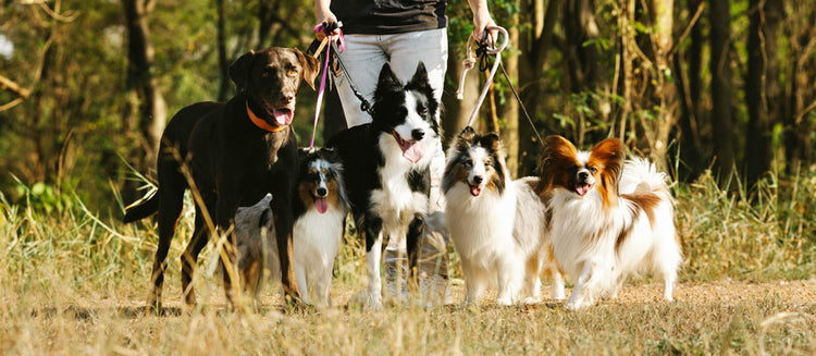 Pet Care