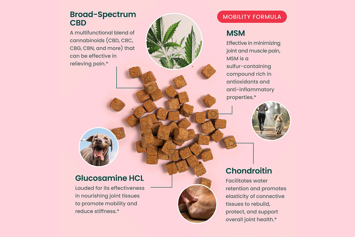 CBD Mobility Dog Chews - 60ct