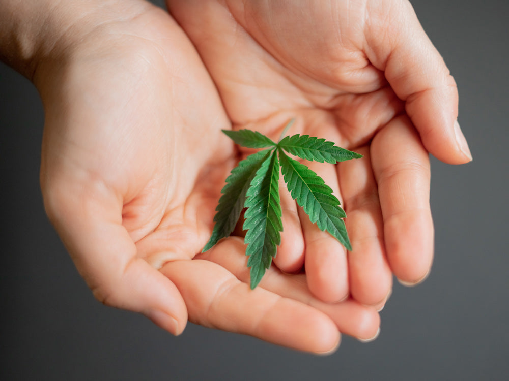 Close up of a hemp leaf cradled in two cupped hands.